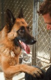 cats_and_dogs_the_revenge_of_kitty_galore-13-chris_odonnell