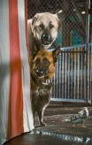 cats_and_dogs_the_revenge_of_kitty_galore-17