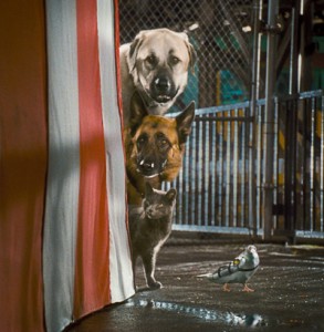 cats_and_dogs_the_revenge_of_kitty_galore-17