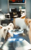 cats_and_dogs_the_revenge_of_kitty_galore-18