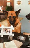 cats_and_dogs_the_revenge_of_kitty_galore-19