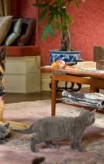 cats_and_dogs_the_revenge_of_kitty_galore-21