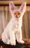 cats_and_dogs_the_revenge_of_kitty_galore-25